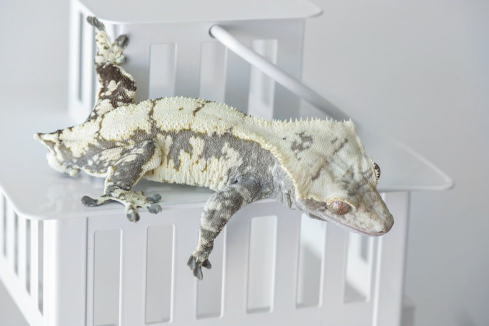 Thumbnail: High Contrast Harlequin Crested Gecko