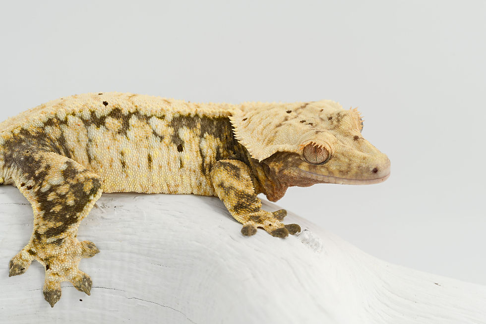 Thumbnail: Extreme Harlequin Crested Gecko