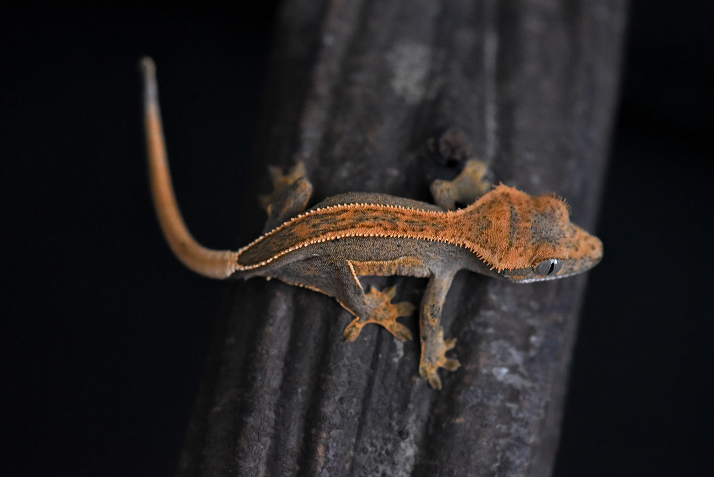 Tangerine Quad-Stripe Crested Gecko