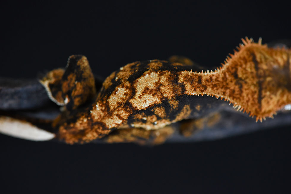 Thumbnail: Halloween Extreme Harlequin Crested Gecko