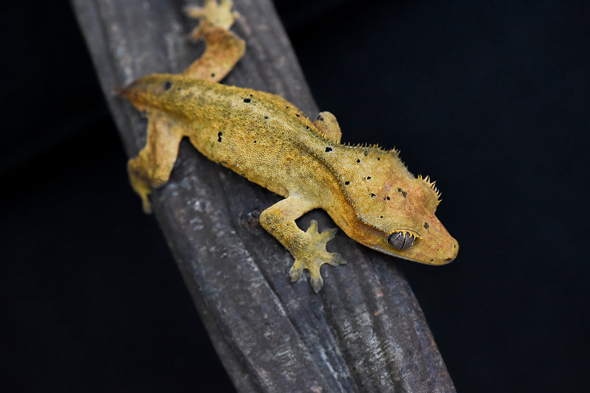 Dalmatian Crested Gecko For Sale | Fringemorphs