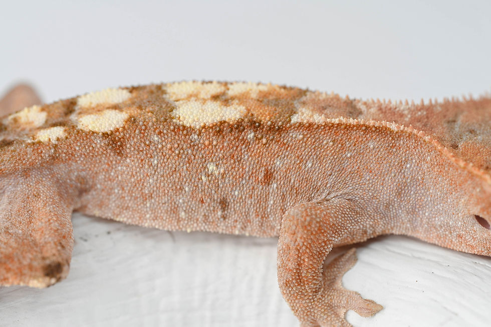 Thumbnail: Red Highway Crested Gecko
