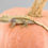 Thumbnail: Lavender Pinstripe Crested Gecko