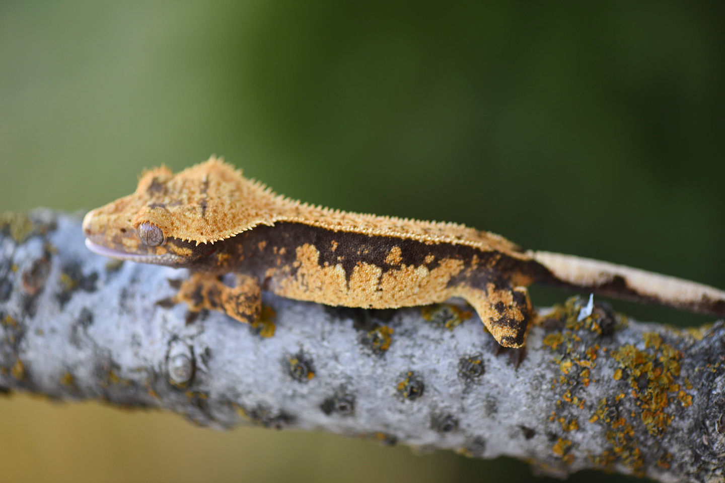 Pinstripe Crested Gecko
