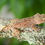 Thumbnail: Mardi Gras Dalmatian Crested Gecko