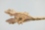 Thumbnail: Extreme Harlequin Crested Gecko