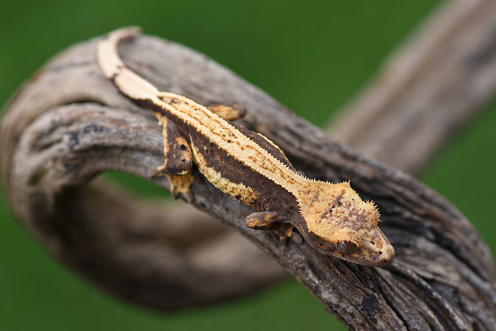 Thumbnail: Lavender Quad Stripe Crested Gecko