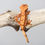 Thumbnail: Red & Cream Harlequin Crested Gecko