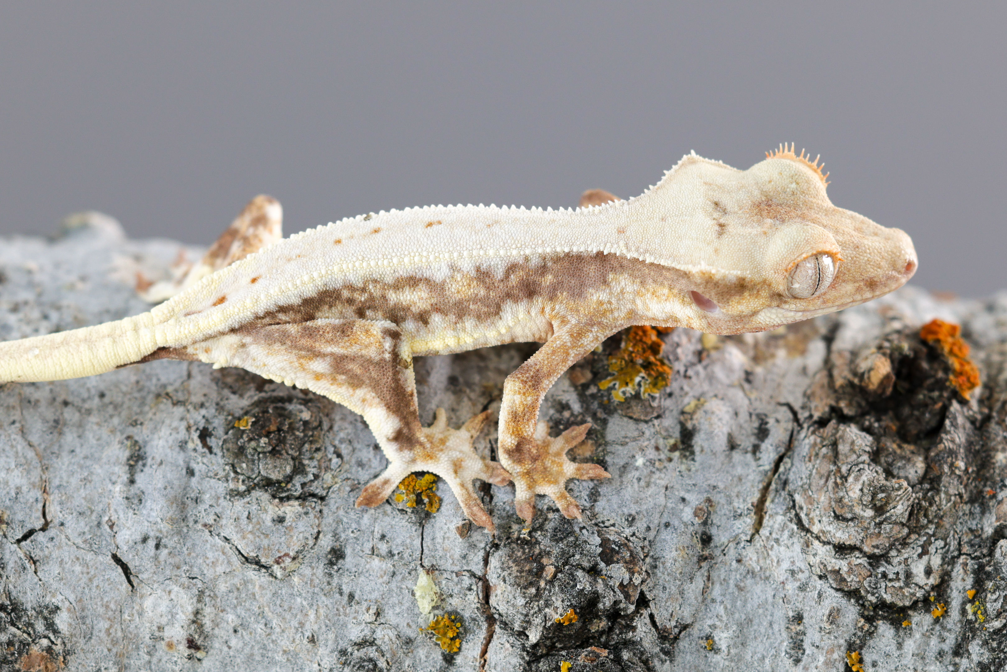 Lilly White Crested Gecko