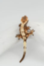 Thumbnail: Sable Crested Gecko