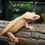 Thumbnail: Arctic Sunset Crested Gecko