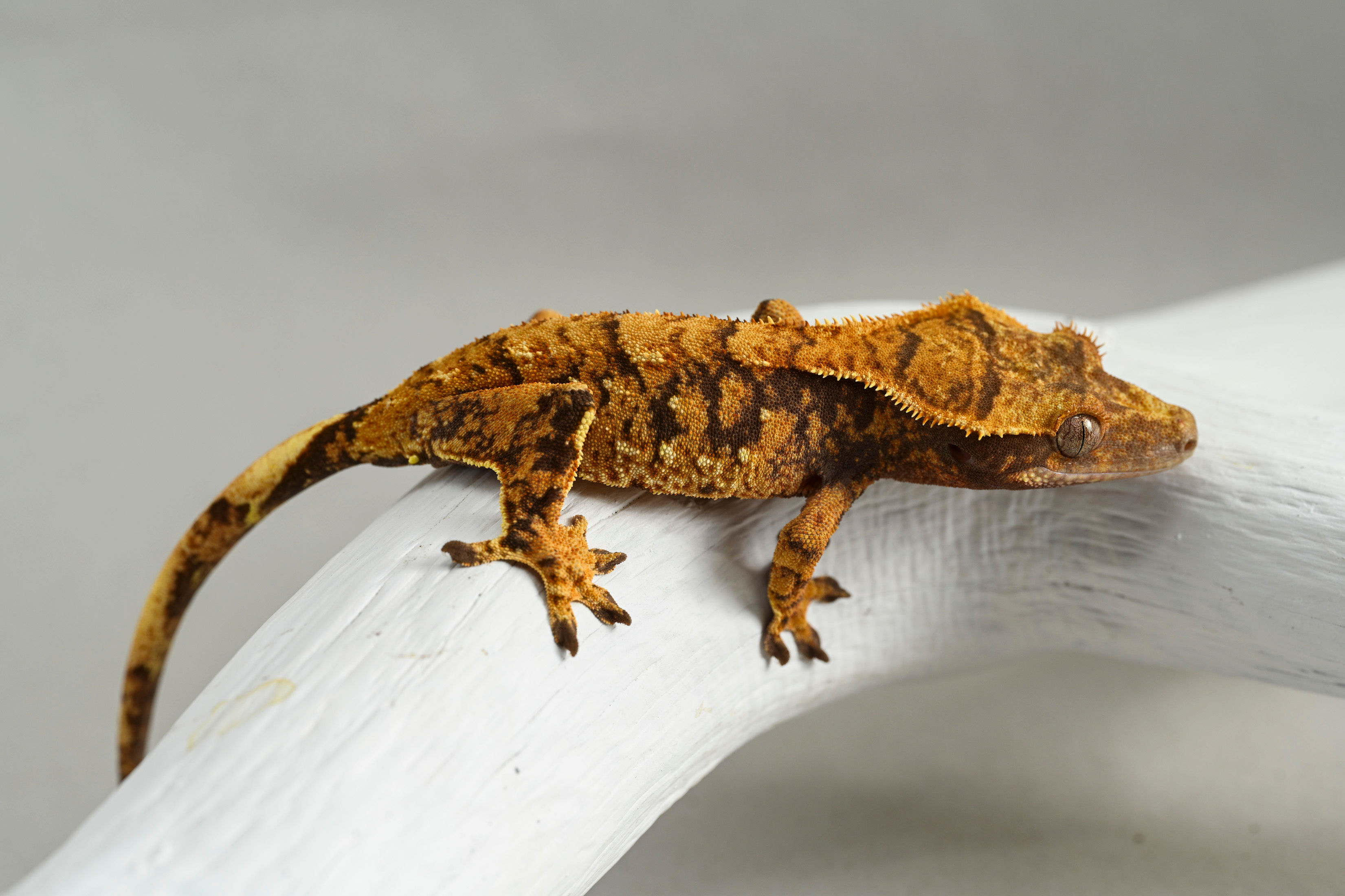 Halloween Extreme Harlequin Crested Gecko