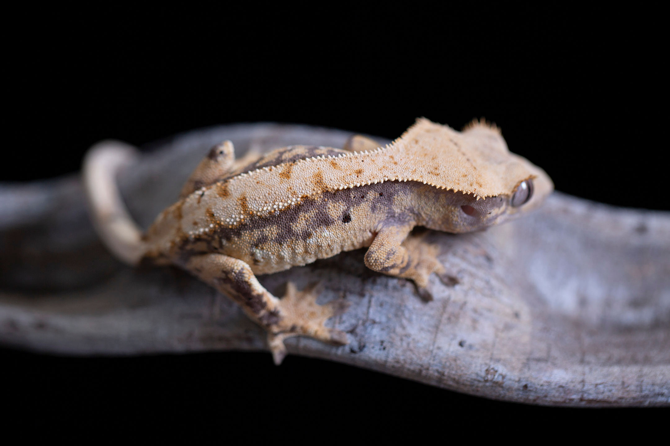 Harlequin Crested Gecko