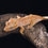 Thumbnail: Mardi Gras Dalmatian Crested Gecko