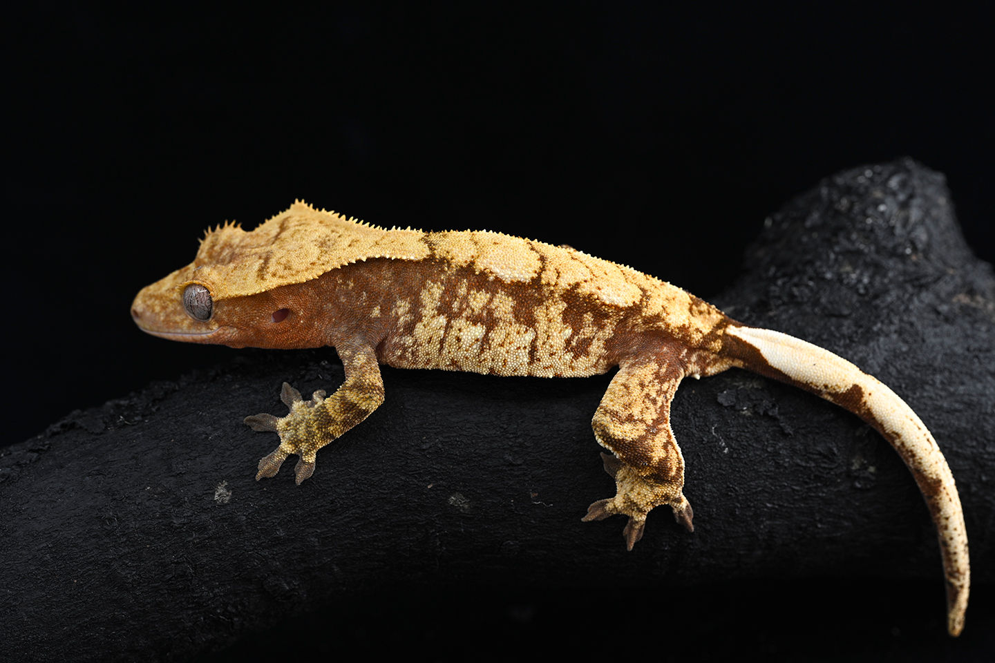 Red  Extreme Harlequin Crested Gecko