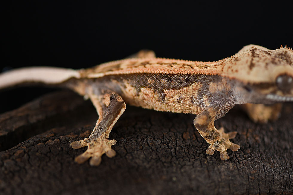 Thumbnail: Lavender/Tangerine Pinstripe Crested Gecko