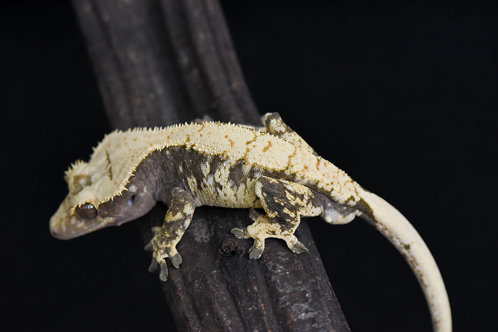 Thumbnail: Extreme Harlequin Crested Gecko