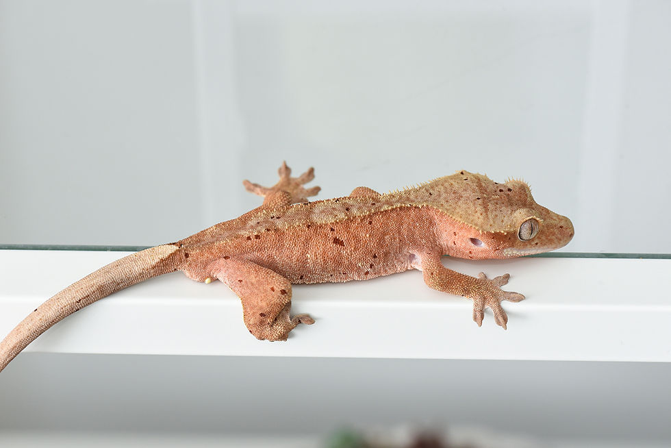 Thumbnail: Mardi Gras Dalmatian Crested Gecko