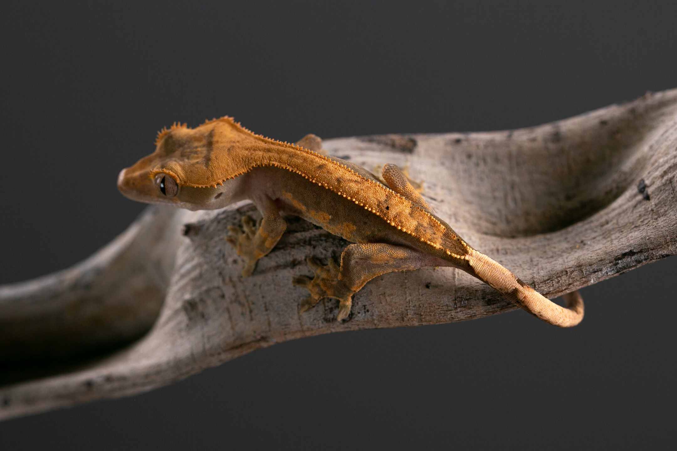 Pinstripe Crested Gecko