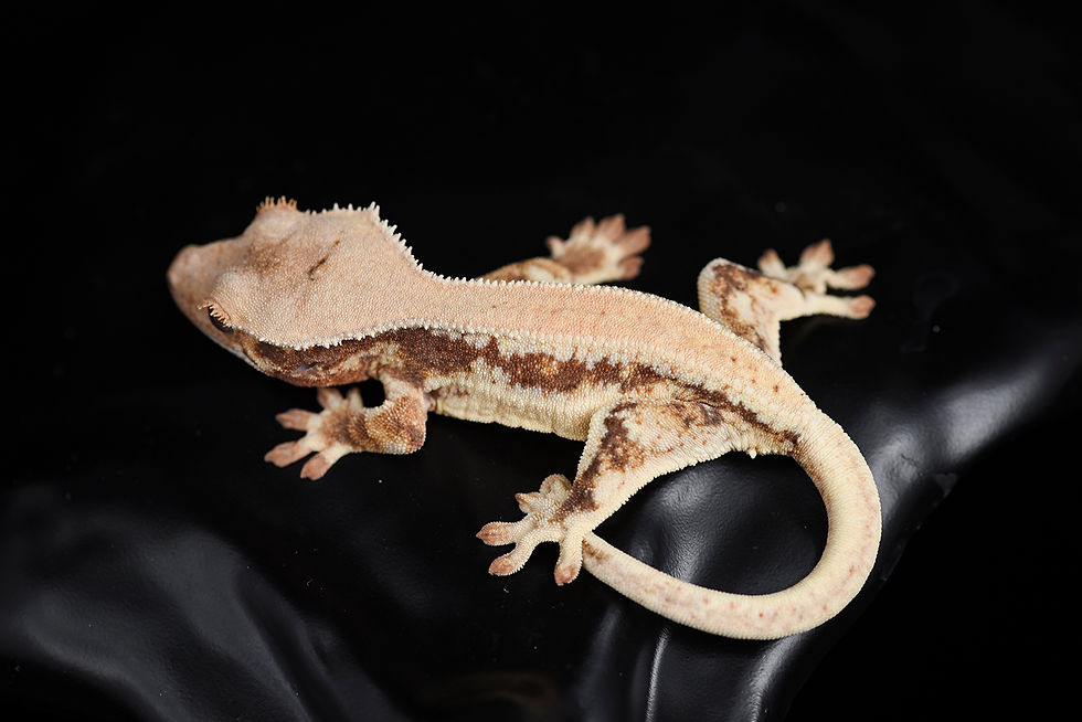 Thumbnail: Lilly White Crested Gecko