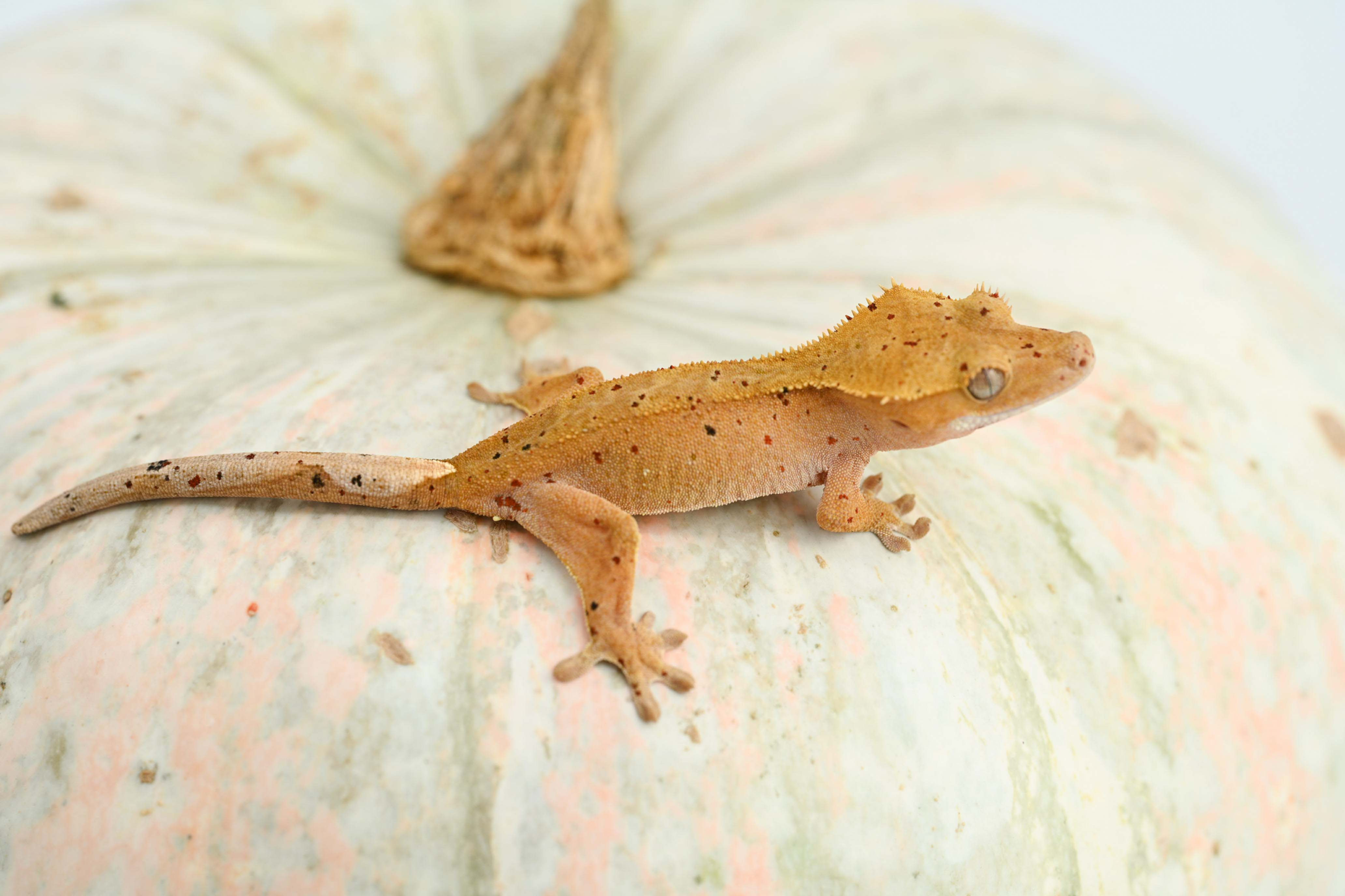 Mardi Gras Super Dalmatian Crested Gecko