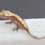 Thumbnail: Harlequin Crested Gecko