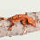 Thumbnail: Red Harlequin Crested Gecko