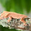 Thumbnail: Mardi Gras Dalmatian Crested Gecko