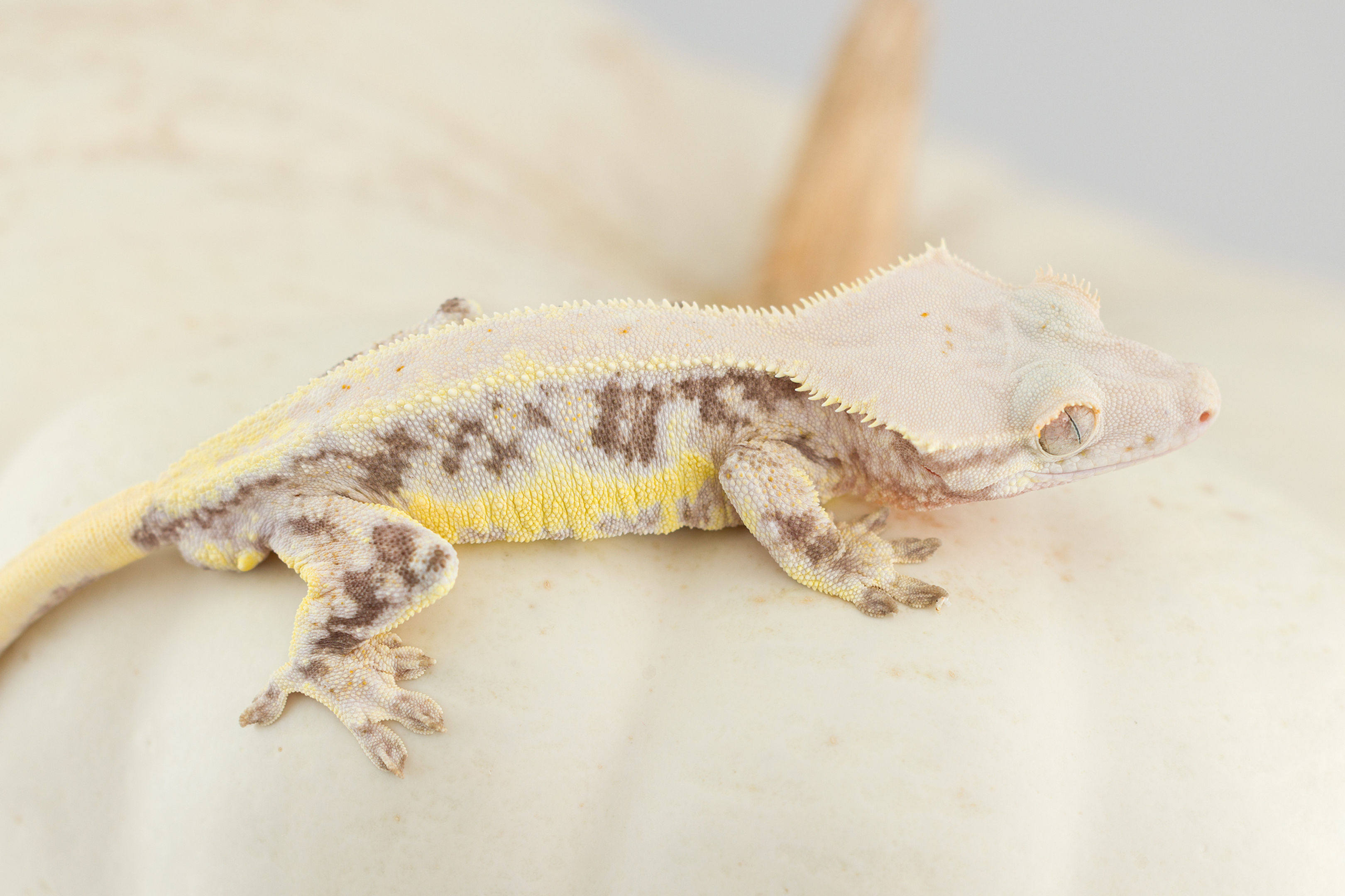 Lilly White Crested Gecko