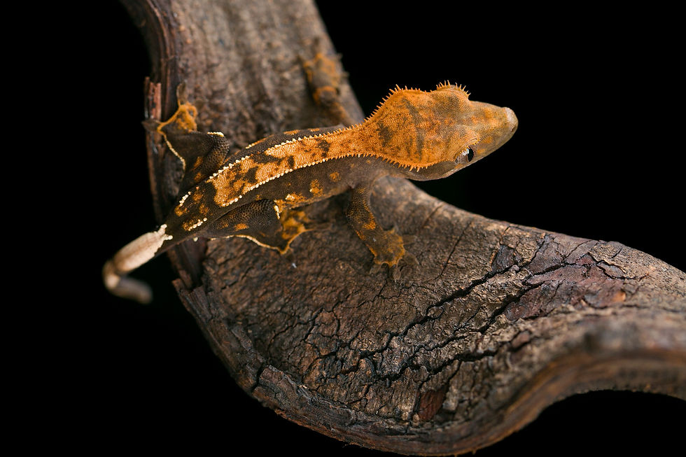 Thumbnail: Pinstripe Crested Gecko