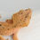Thumbnail: Mardi Gras Super Dalmatian Crested Gecko