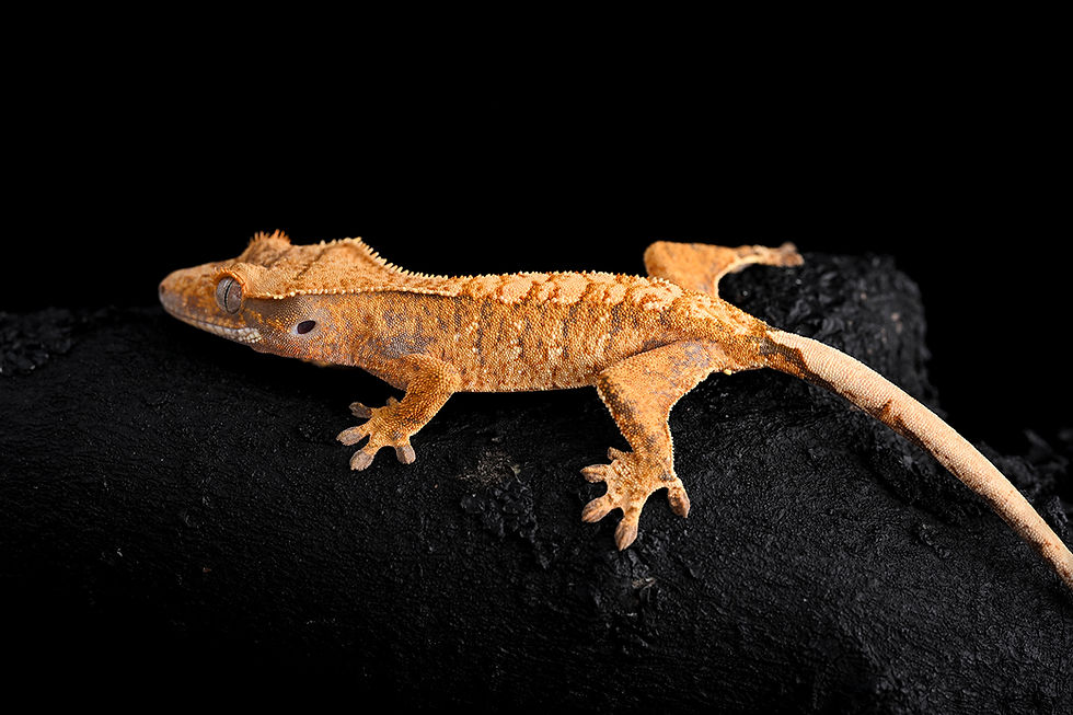 Thumbnail: Holdback Release: Extreme Harlequin Crested Gecko