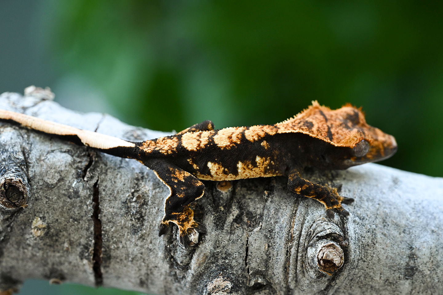 High Contrast Harlequin Crested Gecko
