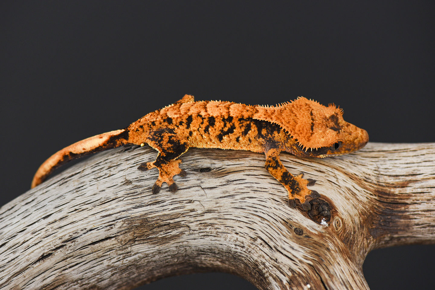 Extreme Harlequin Crested Gecko