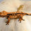 Thumbnail: Halloween Pinstripe Crested Gecko