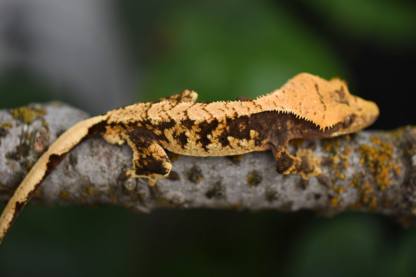 Extreme Harlequin Crested Gecko
