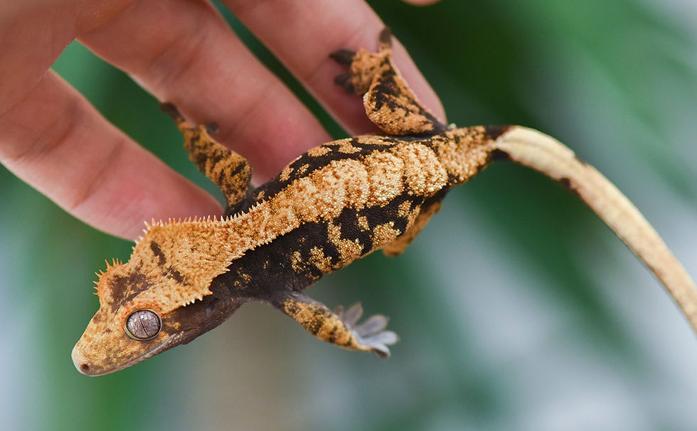 Extreme Harlequin Crested Gecko