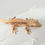 Thumbnail: High Expression Lilly White Crested Gecko