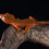 Thumbnail: Patternless Red Crested Gecko