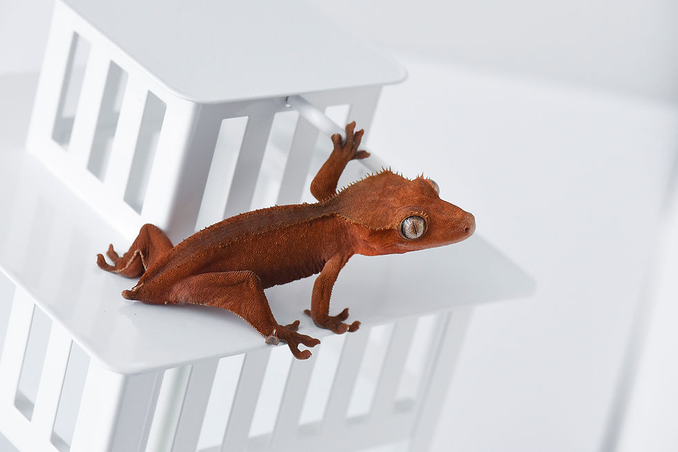 Patternless Red Crested Gecko