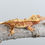 Thumbnail: Red & Cream Harlequin Crested Gecko