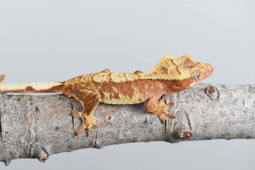 Red & Cream Harlequin Crested Gecko