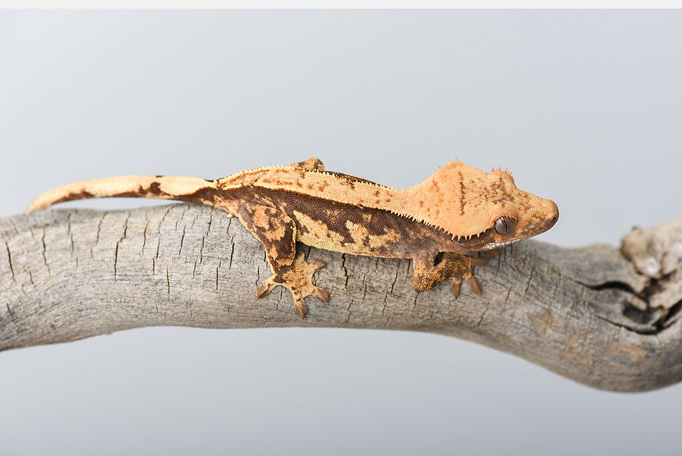 Thumbnail: Pinstripe Crested Gecko