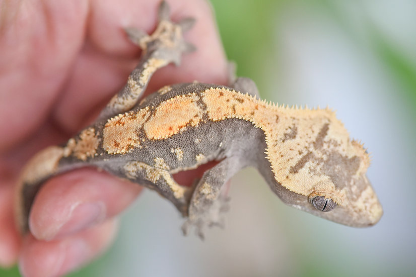 Lavender & Cream Harlequin Crested Gecko | Fringemorphs