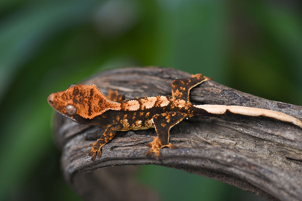 High Contrast Harlequin Crested Gecko
