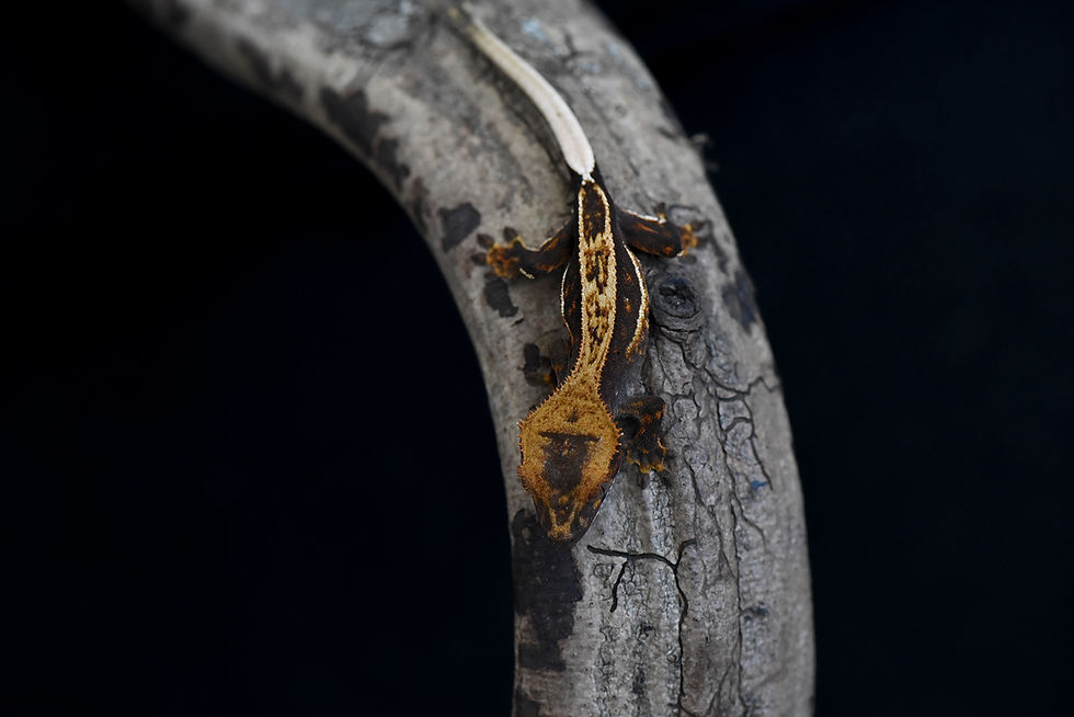 Thumbnail: High Contrast Quad Stripe Crested Gecko