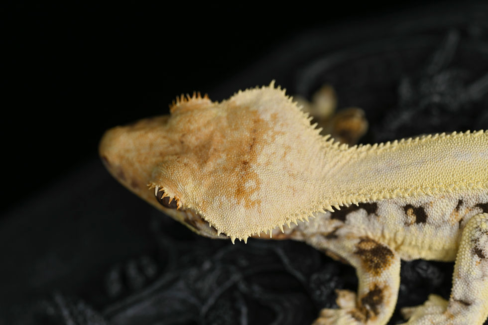 Thumbnail: High Expression Lilly White Crested Gecko