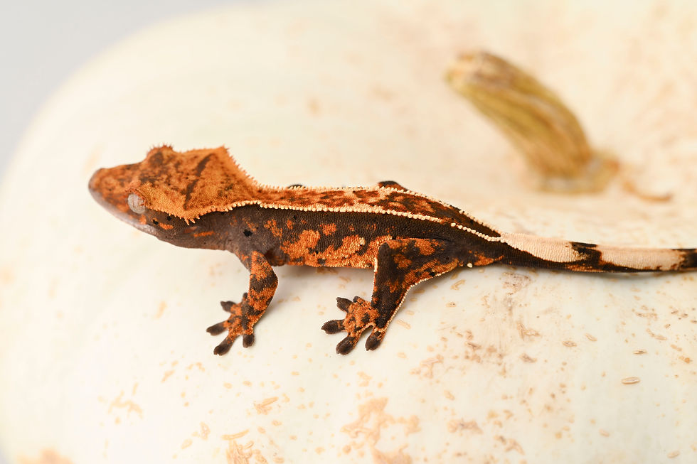 High Contrast Pinstripe Crested Gecko
