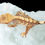Thumbnail: Pink Lines Harlequin Crested Gecko