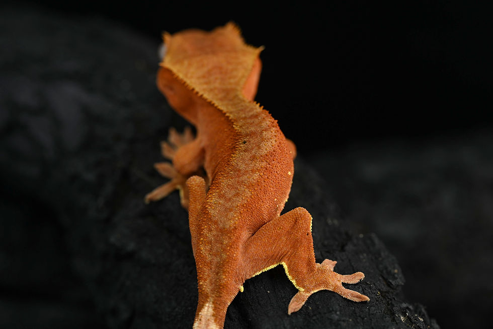 Thumbnail: Patternless Red Crested Gecko